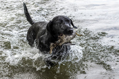 Black lab retrieving a duck from the water