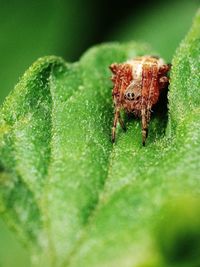 Close-up of spider