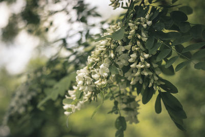 Close-up of fresh white flowering plant