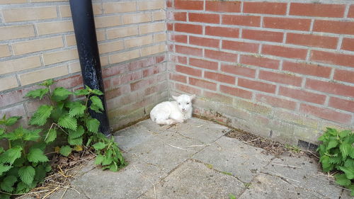 Dog lying down on wall