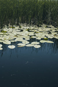 View of water lily in lake