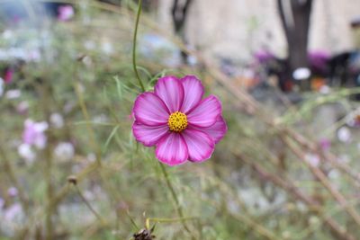 Close-up of pink cosmos flower blooming outdoors