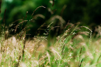 Close-up of plants growing on field