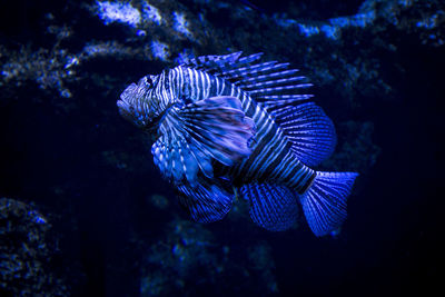 Close-up of fish swimming in sea