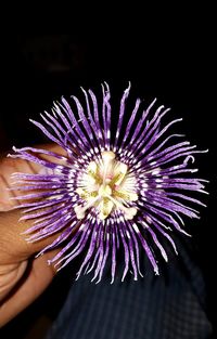 Close-up of hand holding purple flower