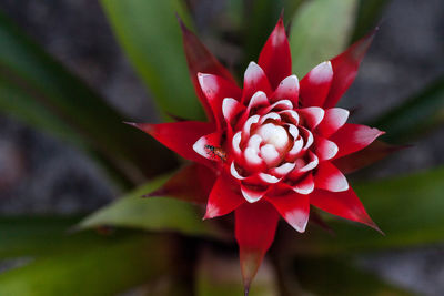 Close-up of red flowering plant