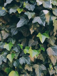 Full frame shot of green leaves