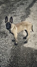 Portrait of dog on street