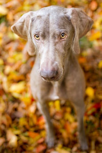 Portrait of dog on leaves during autumn.