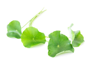 Close-up of green leaf against white background