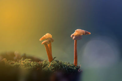 Close-up of mushroom growing outdoors