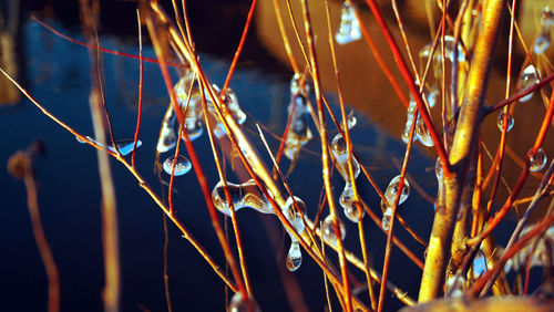 Close-up of dew drops on dried plants at night