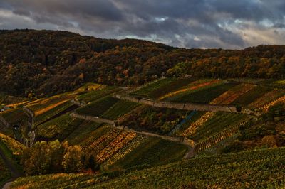 Scenic view of vineyard against sky