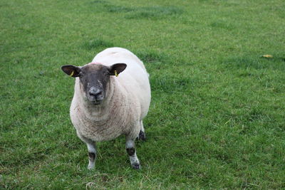 Portrait of sheep standing on field