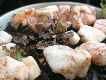 High angle view of mushrooms in plate