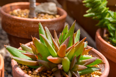 Close-up of succulent plant in pot