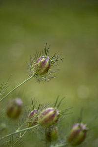 Close-up of red flower bud