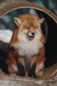 Close-up of fox