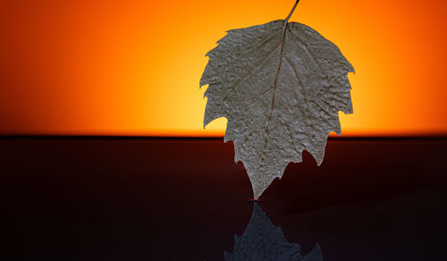 Close-up of autumnal leaf against sky during sunset