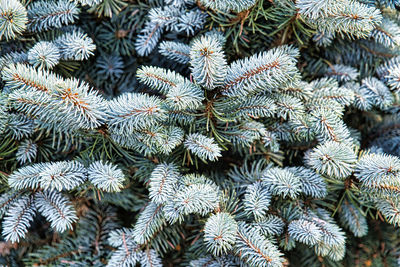 Blue spruce branches, christmas.