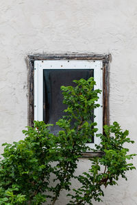 Plants growing outside building