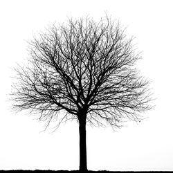 Low angle view of silhouette bare tree against clear sky