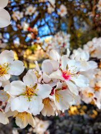 Close-up of white cherry blossoms in spring