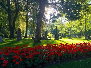 Pink flowers in park