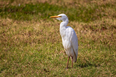 Bird on a field