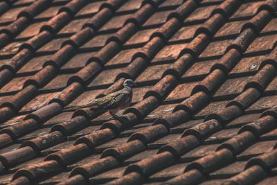 Bird perching on roof tiles