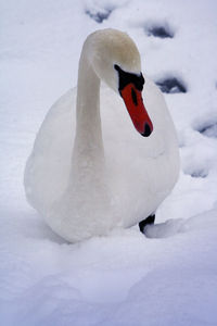 Close-up of swan in snow