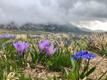 Purple crocus flowers on field