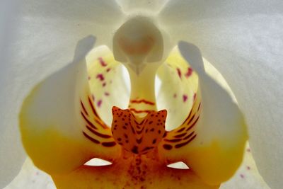 Close-up of orchid