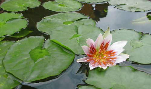 Close-up of lotus water lily in pond