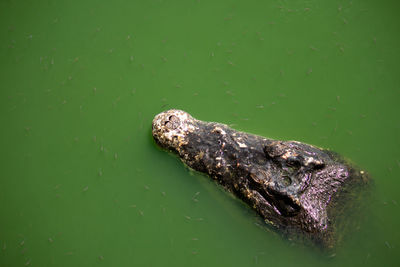 High angle view of a turtle in lake