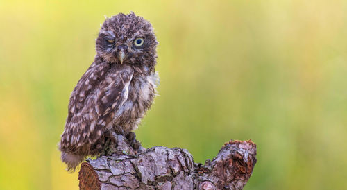 Close-up of owl perching on tree