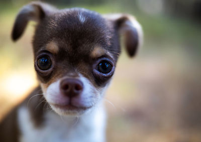 Close-up portrait of dog