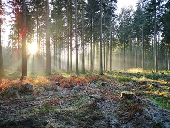 Sunlight streaming through trees in forest