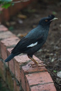 Close-up of bird perching on a wall