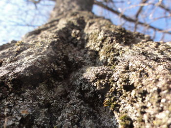 Close-up of tree trunk