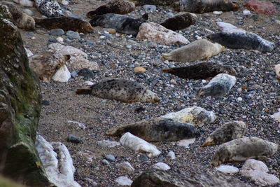 High angle view of rocks on beach