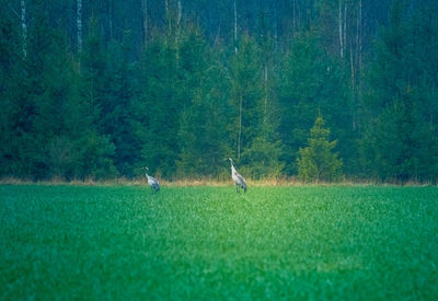 Bird on a field