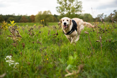 Dog running on field