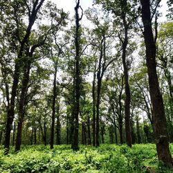 Low angle view of trees in forest