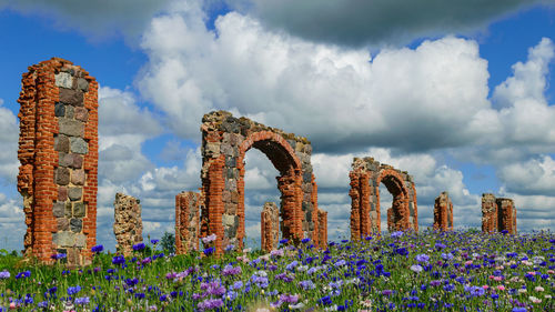  ruins of an old barn made of boulders and red bricks in the middle of a field of cornflowers