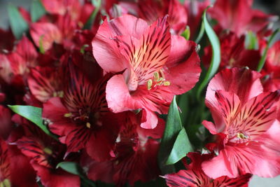 Close-up of red hibiscus blooming outdoors