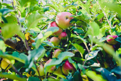 Close-up of fruits on tree