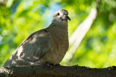 Close-up of owl perching outdoors