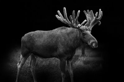 Digital composite image of moose standing on field