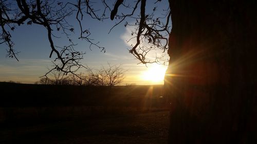 Silhouette trees on field against sky at sunset